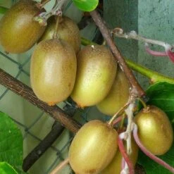 Kiwi Hayward (femelle) - Actinidia Deliciosa