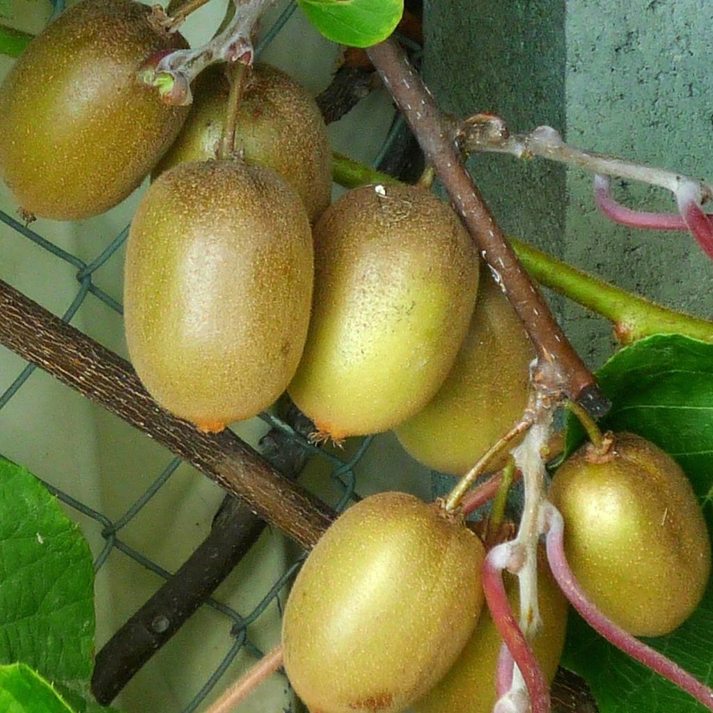 Kiwi Hayward (femelle) - Actinidia Deliciosa 1 Kiwi Hayward (femelle) - Actinidia Deliciosa