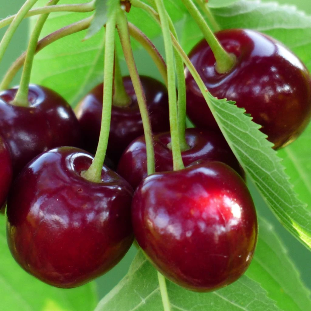 Cerisier Bigarreau Burlat 1 Cerisier Bigarreau Burlat