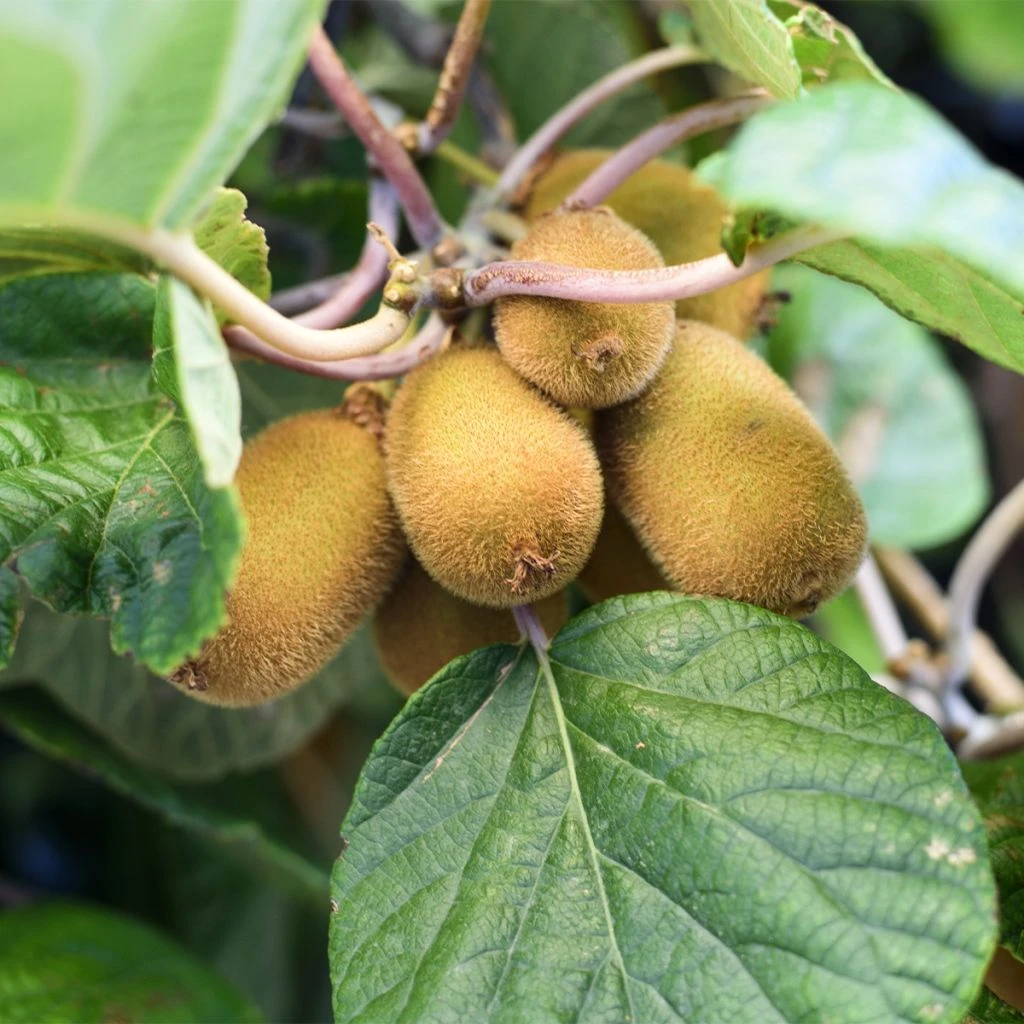 Kiwi Autofertile Solo - Actinidia Chinensis 1 Kiwi Autofertile Solo - Actinidia Chinensis