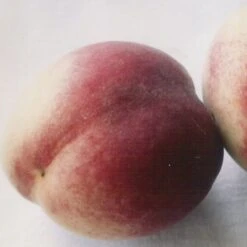 Pêcher De Vigne Blanche - Pêche De Vigne