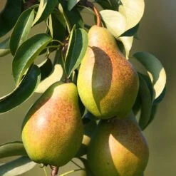 Poirier Epine Du Mas - Duc De Bordeaux