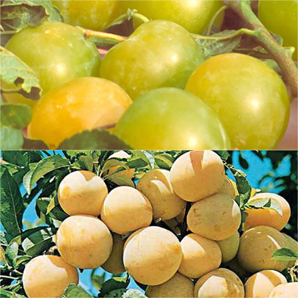 Duo Pollinisateur Reines Claudes Colorées En Gobelet 1 Duo Pollinisateur Reines Claudes Colorées En Gobelet