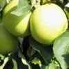Pommier Golden Delicious - Palmette Simple U