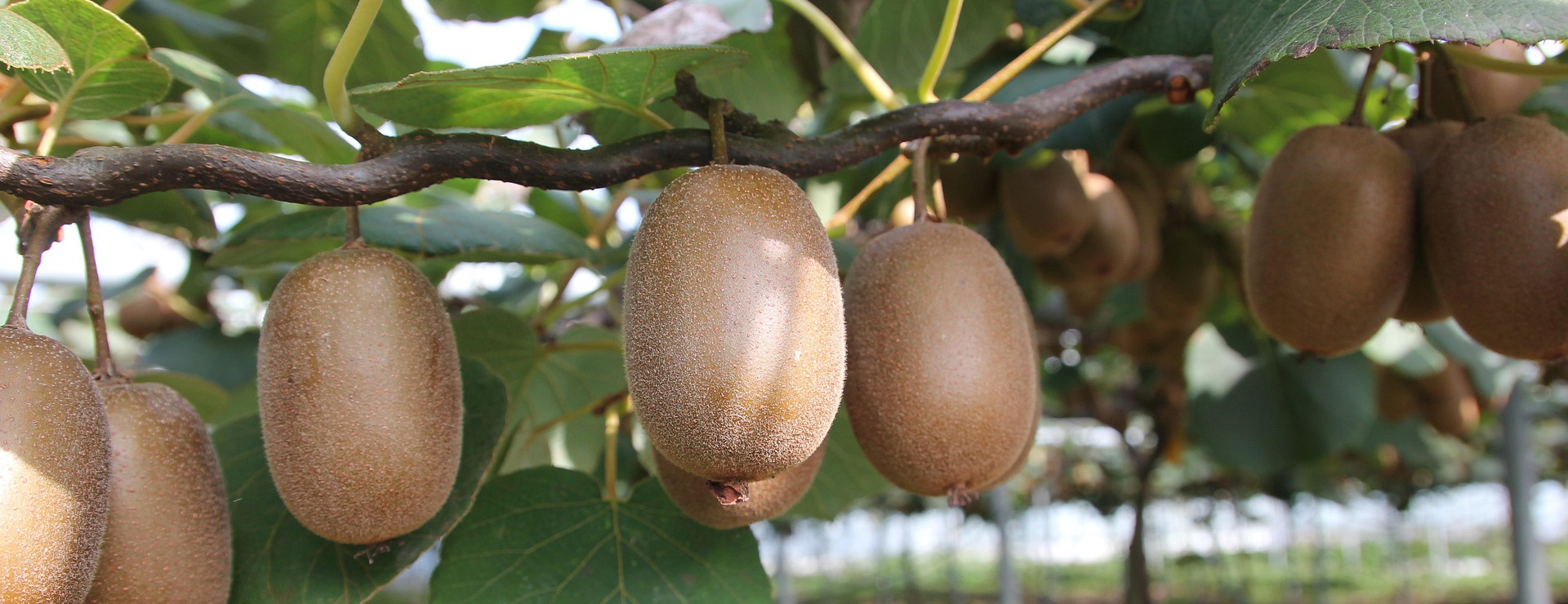 Arbres Fruitiers -Arbres Fruitiers kiwi 1565847 1920