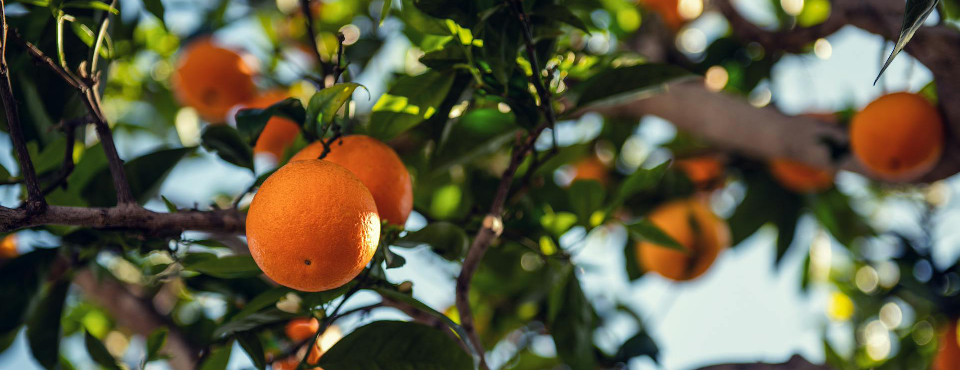 Arbres Fruitiers -Arbres Fruitiers pexels timmossholder 3804878